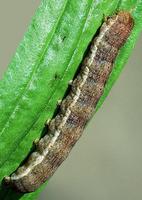 Polymixis xanthomista