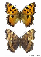 Nymphalis polychloros - Large Tortoiseshell