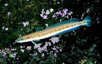 ...allà, Almindelig lange, Lange, Leng, Common ling, European ling, European ling, Hvítlonga, Longa