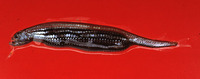 Stomias boa boa, Scaly dragonfish: