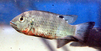 Tilapia discolor, :