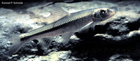 Phenacobius mirabilis, Suckermouth minnow: