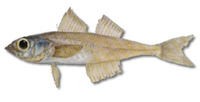 Normanichthys crockeri, Mote sculpin: