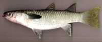 Liza vaigiensis, Squaretail mullet: fisheries, aquaculture, aquarium, bait