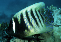 Pomacanthus sexstriatus, Sixbar angelfish: fisheries, aquarium