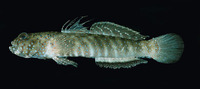 Cryptocentroides insignis, Insignia prawn-goby: