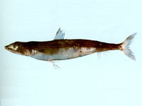 Synodus kaianus, Gunther's lizard fish: