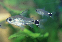 Corydoras hastatus, Dwarf corydoras: aquarium