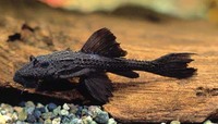 Acanthicus hystrix, : aquarium