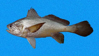 Stellifer oscitans, Yawning stardrum: fisheries