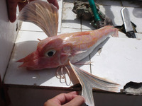 Pterygotrigla multiocellata, Antrorse spined gurnard: