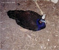 Congo Peafowl Male Afropavo congensis