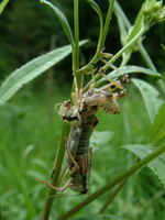 Miramella alpina