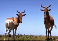 Image of: Alcelaphus buselaphus (hartebeest)