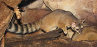 Image of: Bassariscus astutus (ringtail)