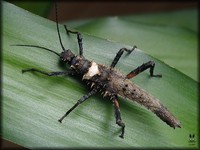 Haaniella dehaani