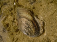 Anodonta anatina