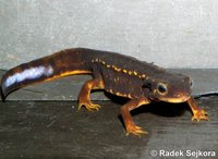 Cynops ensicauda ensicauda