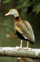 Dendrocygna autumnalis - Black-bellied Whistling-Duck