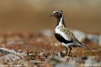 Pluvialis apricaria - Golden Plover