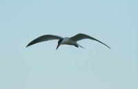 Sterna caspia - Caspian Tern