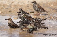 Sturnus vulgaris - European Starling