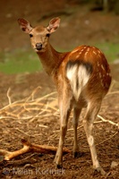 Cervus nippon - Sika