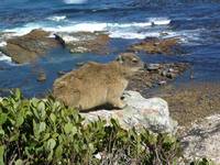 Procavia capensis - Common Rock Hyrax