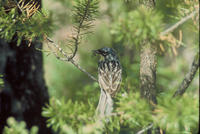 Image of: Dendroica kirtlandii (Kirtland's warbler)