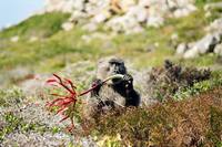 Papio cynocephalus - Yellow Baboon