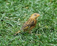 Image of: Ploceus philippinus (Baya weaver)