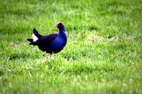 Image of: Porphyrio porphyrio (purple swamphen)