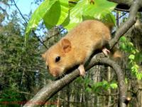 Muscardinus avellanarius - Hazel Dormouse