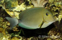 Acanthurus blochii - Blue-banded Pualu