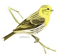 Image of: Serinus serinus (European serin)