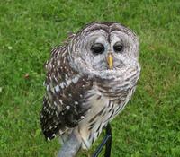 Image of: Strix varia (barred owl)