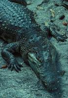 Image of: Crocodylus siamensis (Siamese crocodile)