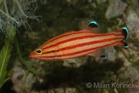 Liopropoma rubre - Peppermint Bass