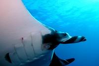 Image of: Manta birostris (Atlantic manta)