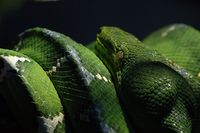 Corallus caninus - Emerald Tree Boa