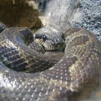 Sanzinia madagascariensis - Madagascar Tree Boa