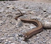 Anguis fragilis - Slow Worm