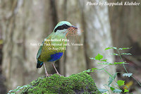 Bar-bellied Pitta - Pitta elliotii