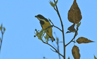 Yellow-bellied Flowerpecker - Dicaeum melanoxanthum