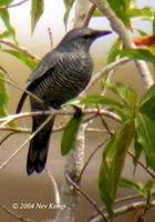 Sumba Cicadabird - Coracina dohertyi