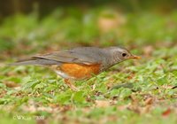 Grey-backed Thrush - Turdus hortulorum