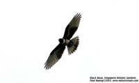 Black Baza - Aviceda leuphotes