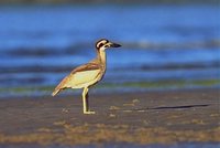 Beach Thick-knee - Burhinus magnirostris