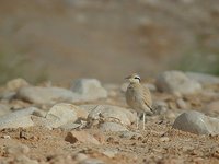 Cream-colored Courser - Cursorius cursor