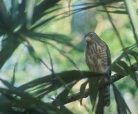 Roadside Hawk (Buteo magnirostris) photo